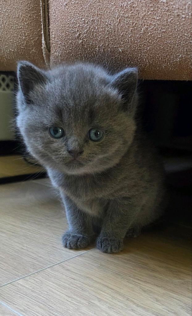 Brits korthaar poesjes, Poes, Ontwormd