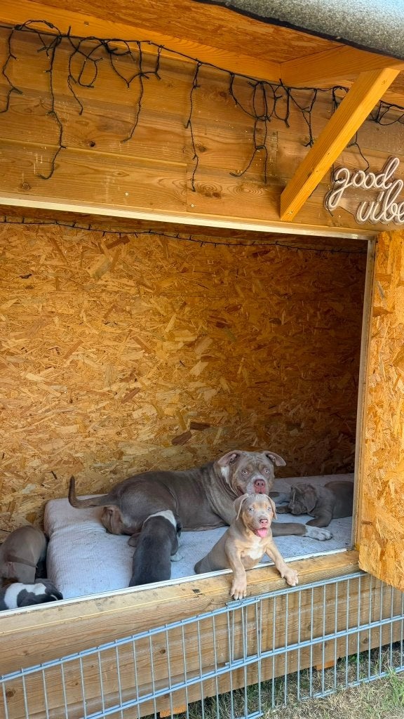 American bully xl, Overige rassen, 8 tot 15 weken, Parvo, Meerdere