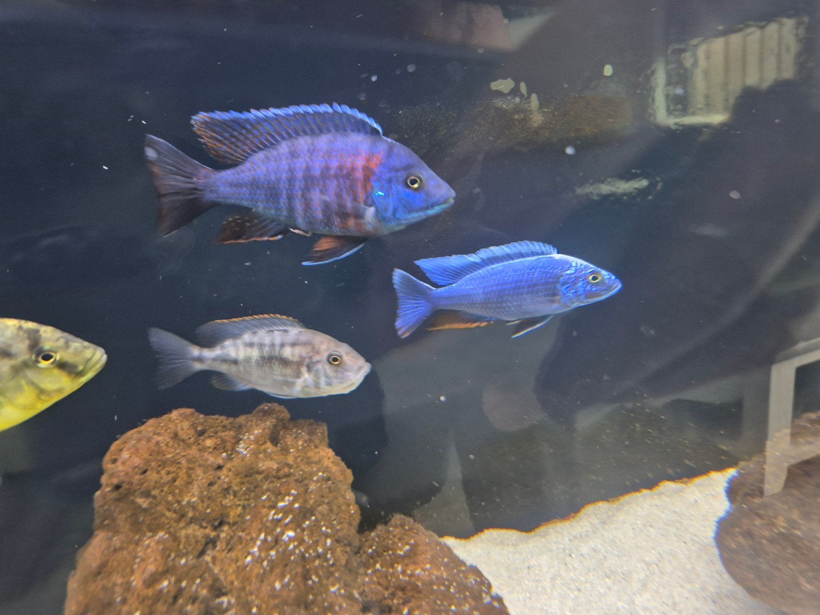 Jonge Malawi aulonocara Red Rubin, Vis