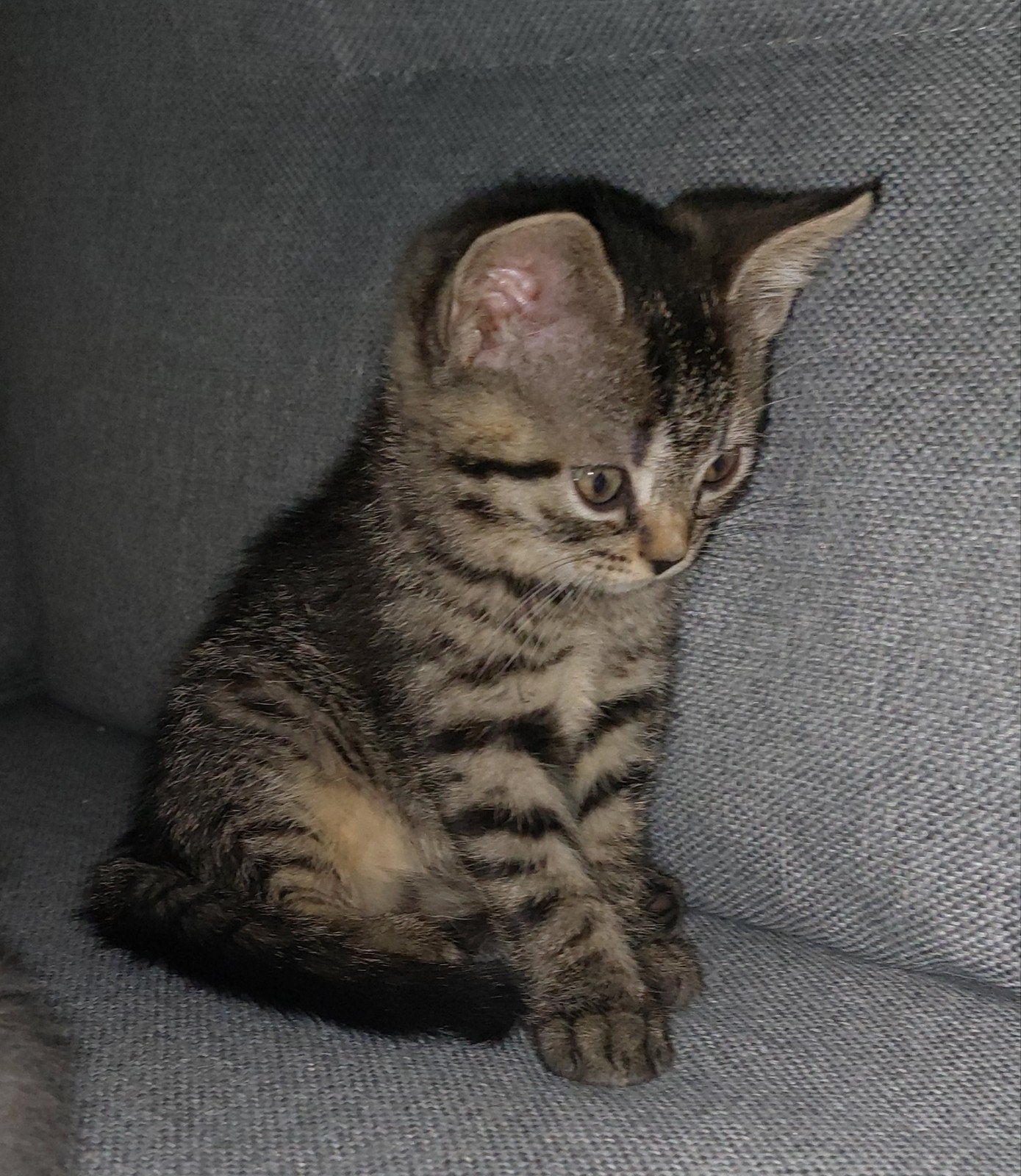 Nog 2  britse korthaar kittens (vrouwtjes), Meerdere dieren
