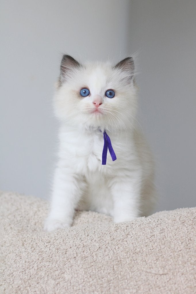 Ragdoll kittens incl één jaar huisdieren verzekering, Meerdere dieren, Met stamboom, 0 tot 2 jaar