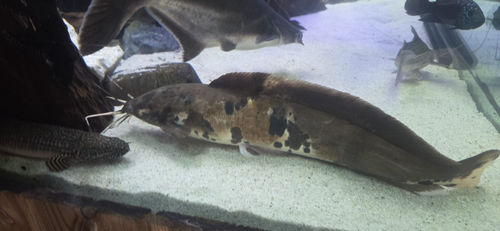 Wandele meerval, Dieren en Toebehoren, Vis
