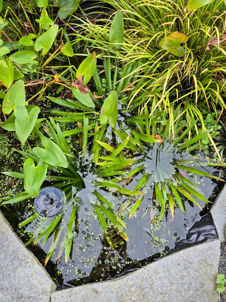 Tka krabbescheerplanten voor de vijver, Ophalen