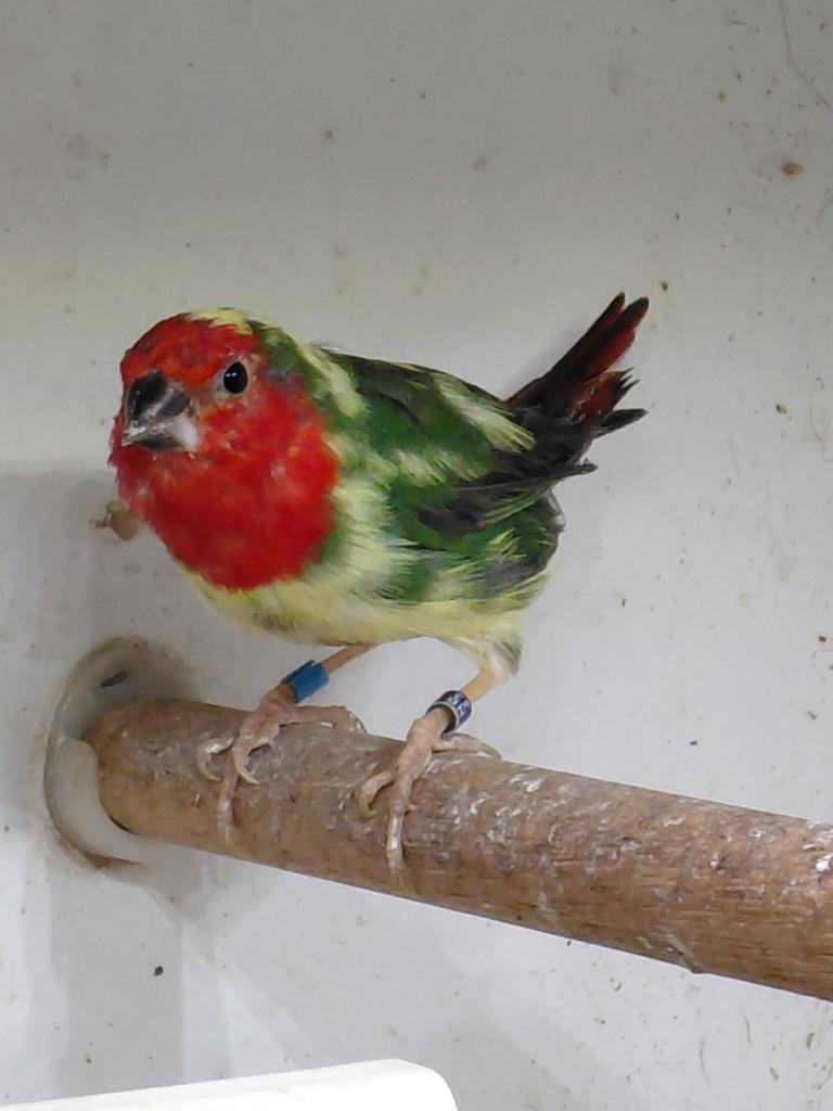 Koppeltje bonte roodkop papagaaiamadines., Meerdere dieren