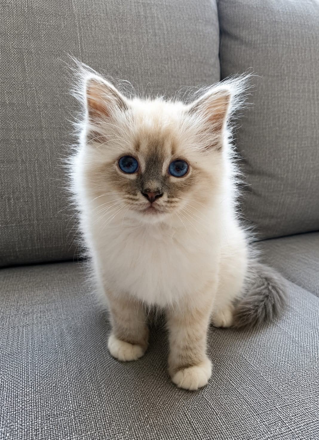 Heilige Birmaan kitten kater en poesje, Dieren en Toebehoren, Katten en Kittens | Raskatten | Langhaar, Meerdere dieren, Met stamboom
