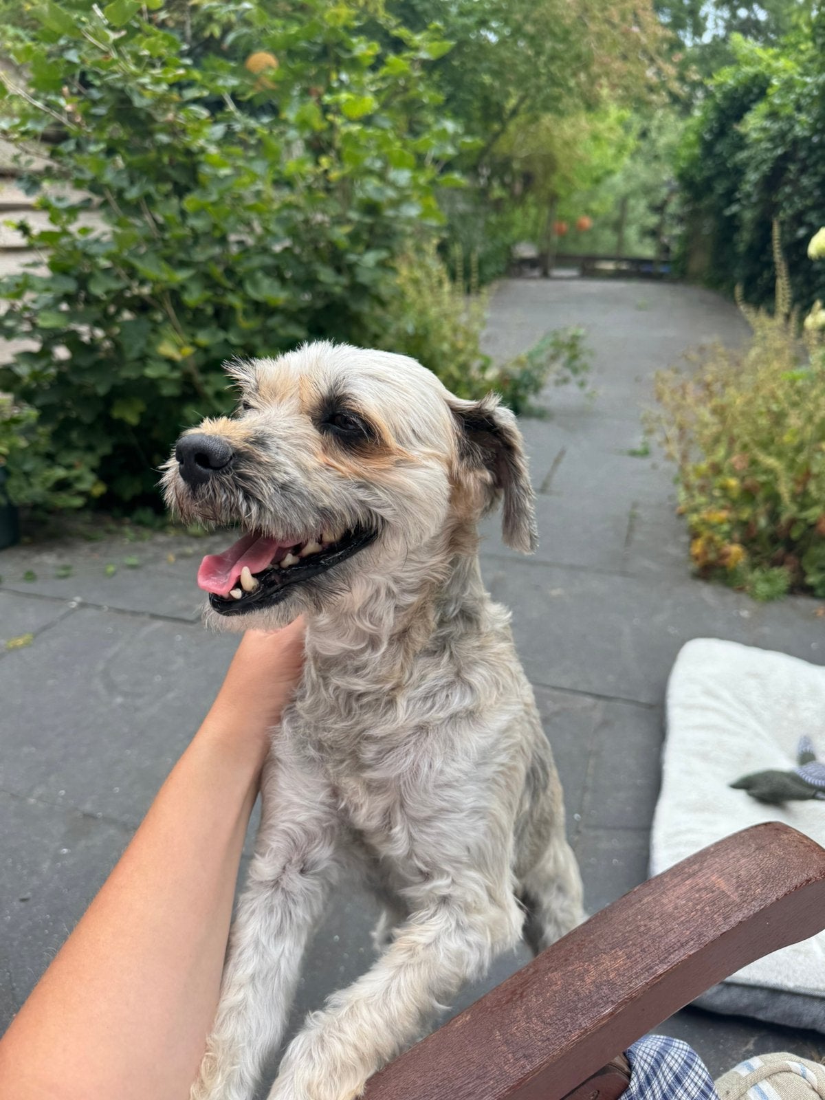 Appa zoekt nieuw thuis, 6 jaar of ouder, Particulier, Rabiës (hondsdolheid), Reu