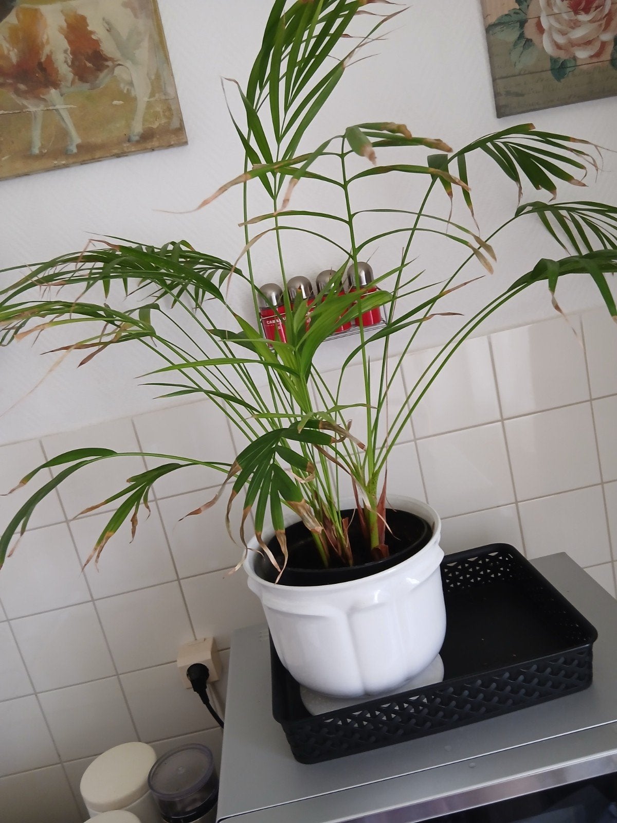 Palm weinig water met witte pot, Huis en Inrichting, Palm, In pot, Minder dan 100 cm, Groene kamerplant