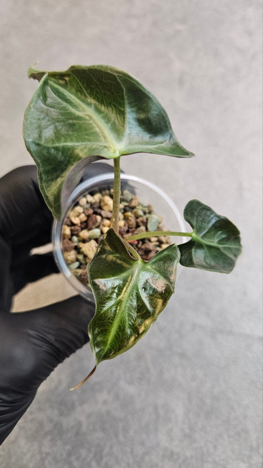 Alocasia Loco, Ophalen of Verzenden, Halfschaduw, Minder dan 100 cm