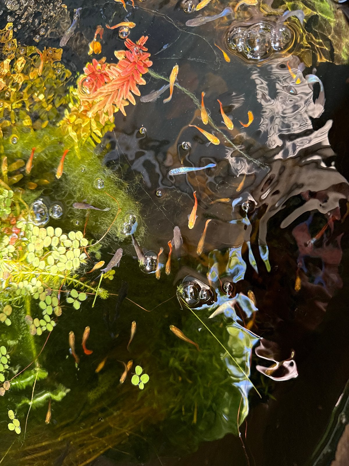 Guppies gratis af te halen voorkeur vanavond nog, Dieren en Toebehoren, Vissen | Aquariumvissen, Vis