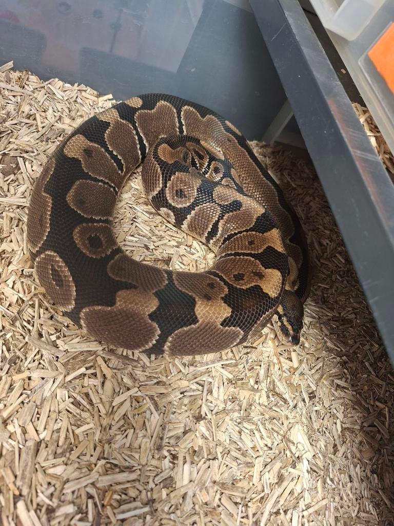 0.1 Het pied WK Grijs Het Clown Ball Python - female for sale from mommyof2