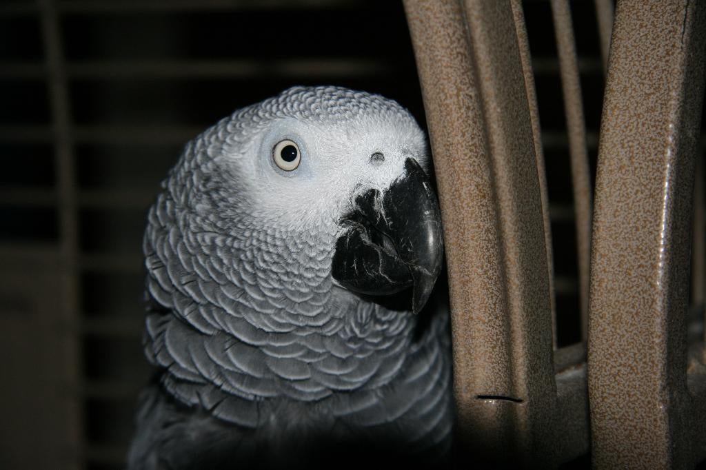 Grijze roodstaart papegaai Joey zoekt nieuw baasje, Dieren en Toebehoren, Vogels | Parkieten en Papegaaien, Geslacht onbekend