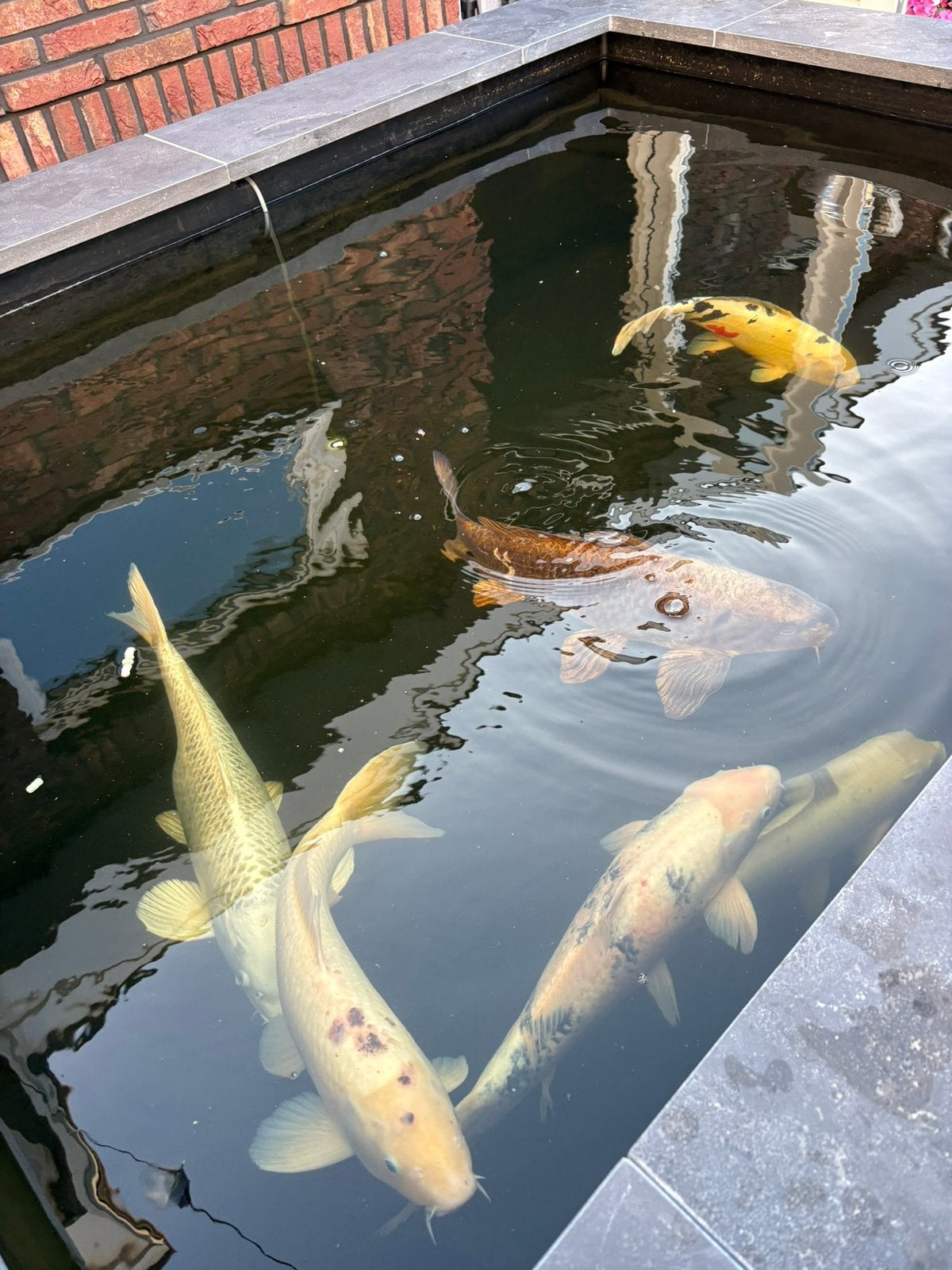 6 grote koikarpers koi, Dieren en Toebehoren, Vissen | Vijvervissen, Karper of Koi