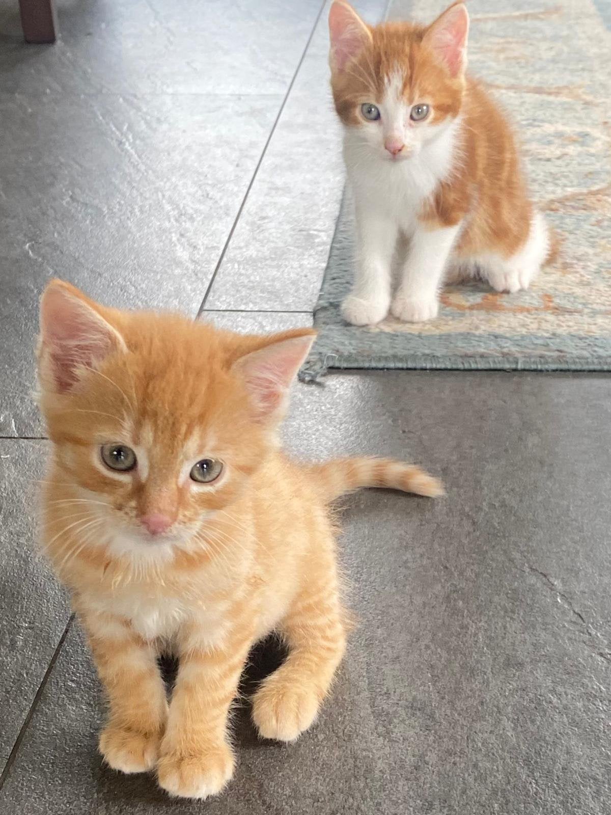 Kittens, Dieren en Toebehoren, Poes, Kortharig, 0 tot 2 jaar