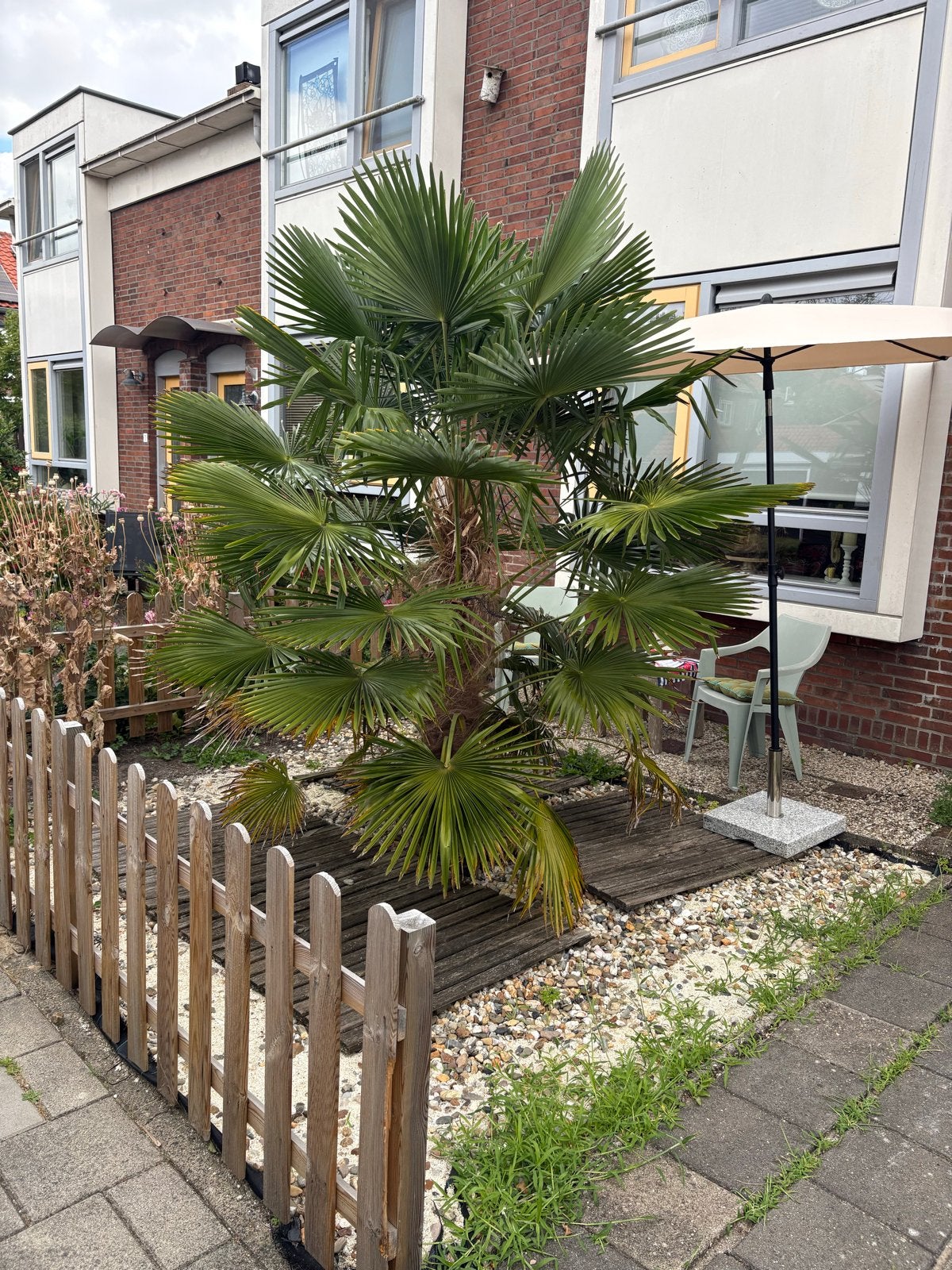 Grote Palmboom - Trachycarpus Fortunei, Tuin en Terras, Overige soorten, Volle zon, Vaste plant, Ophalen of Verzenden