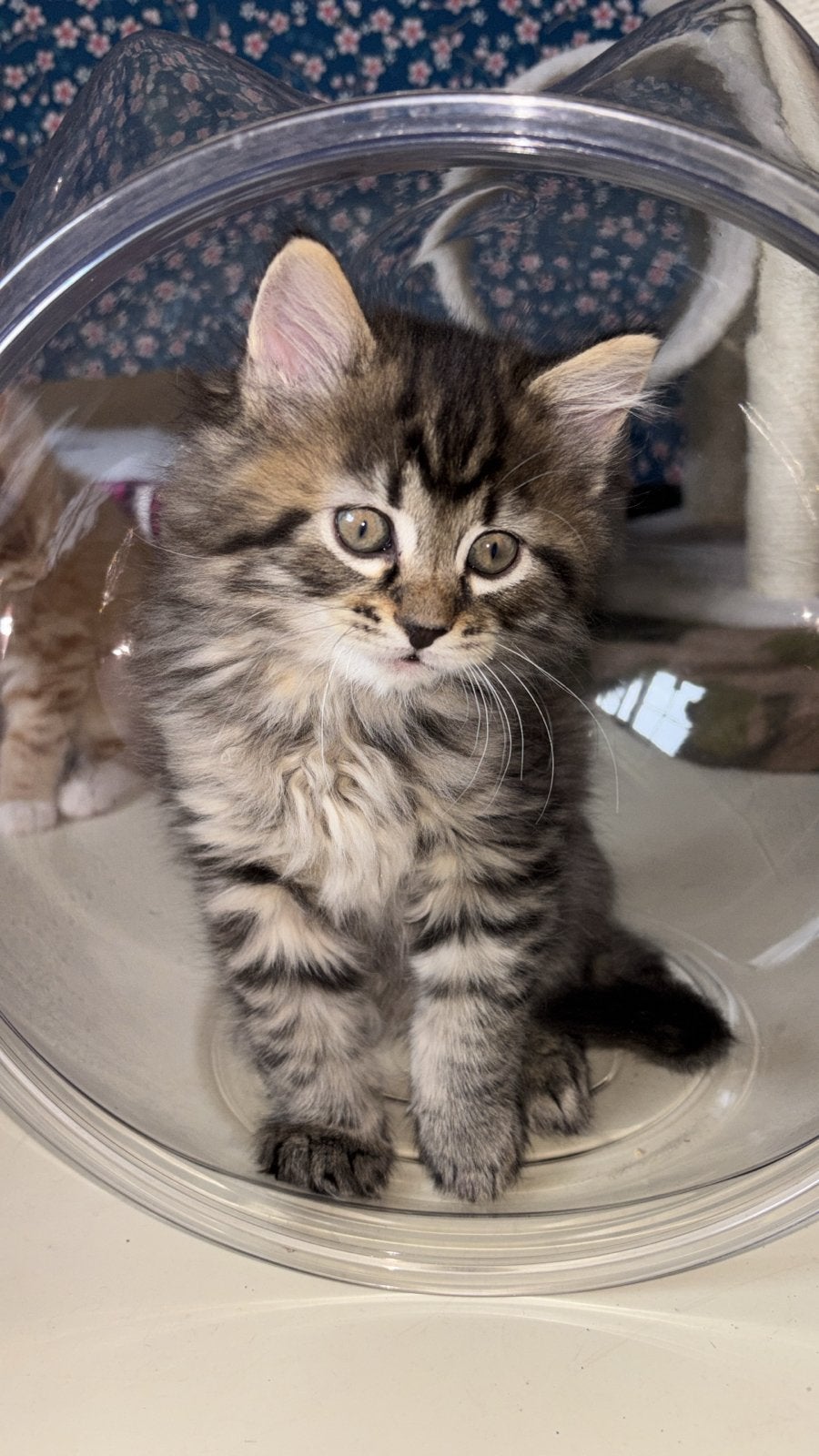 Tabby mix maincoon kitten. Kater, Kater