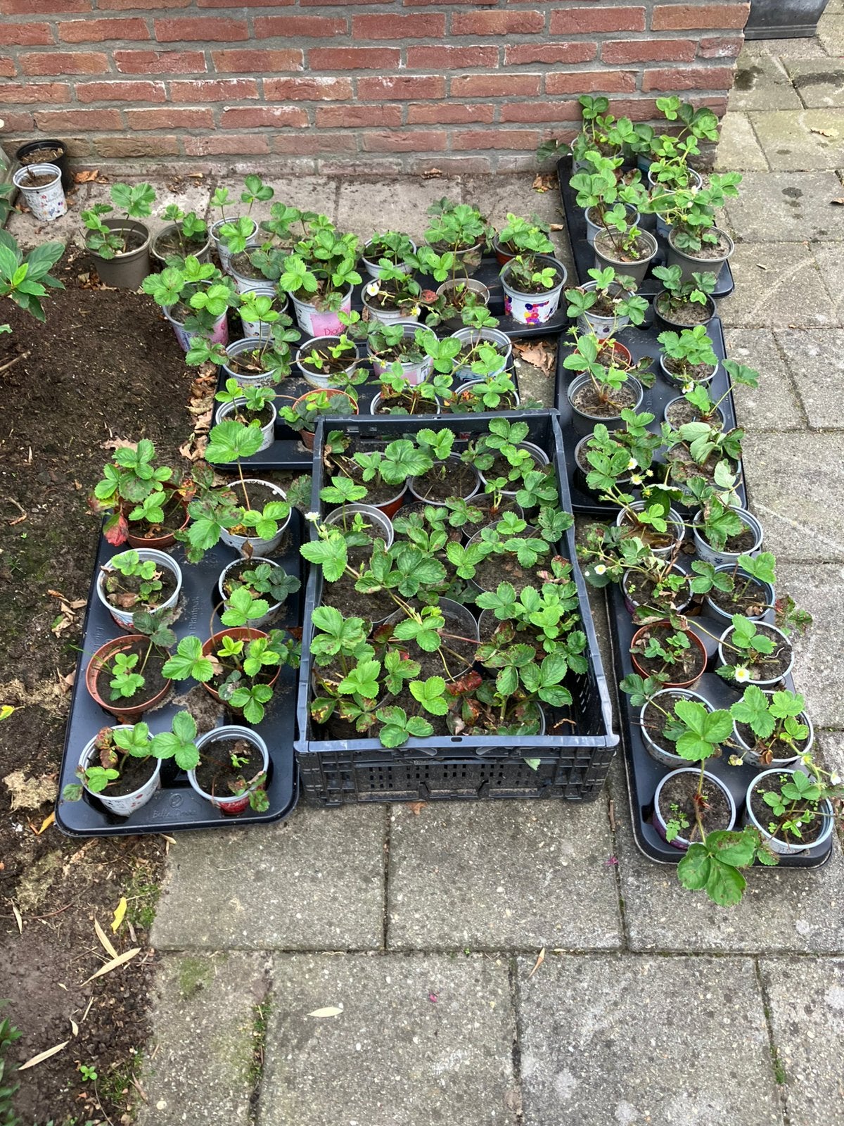 Te koop Ostara aardbeiplanten., Ophalen, Volle zon