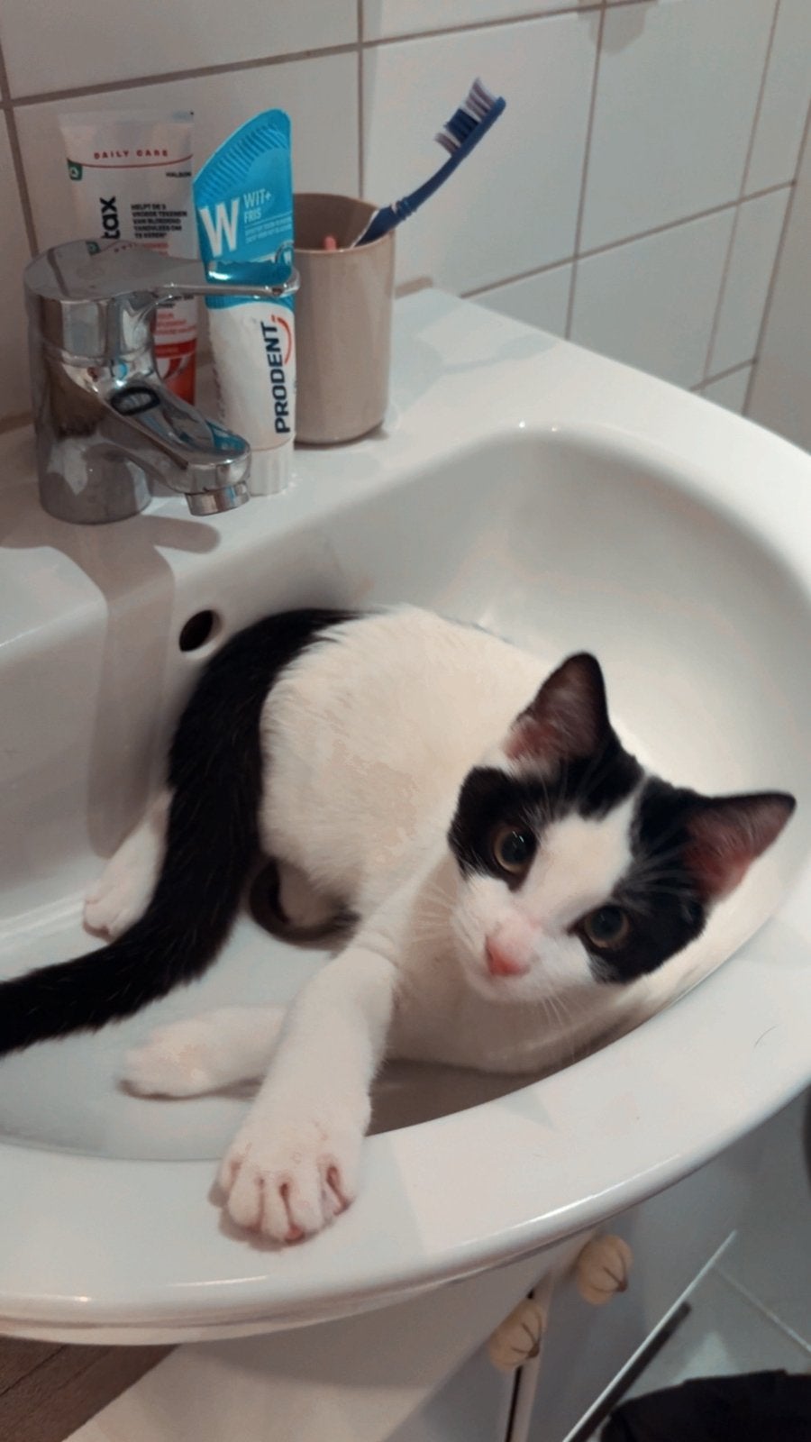 Spoed‼️‼️herplaatsing vanwege allergie, Dieren en Toebehoren, Kater, Kortharig, 0 tot 2 jaar