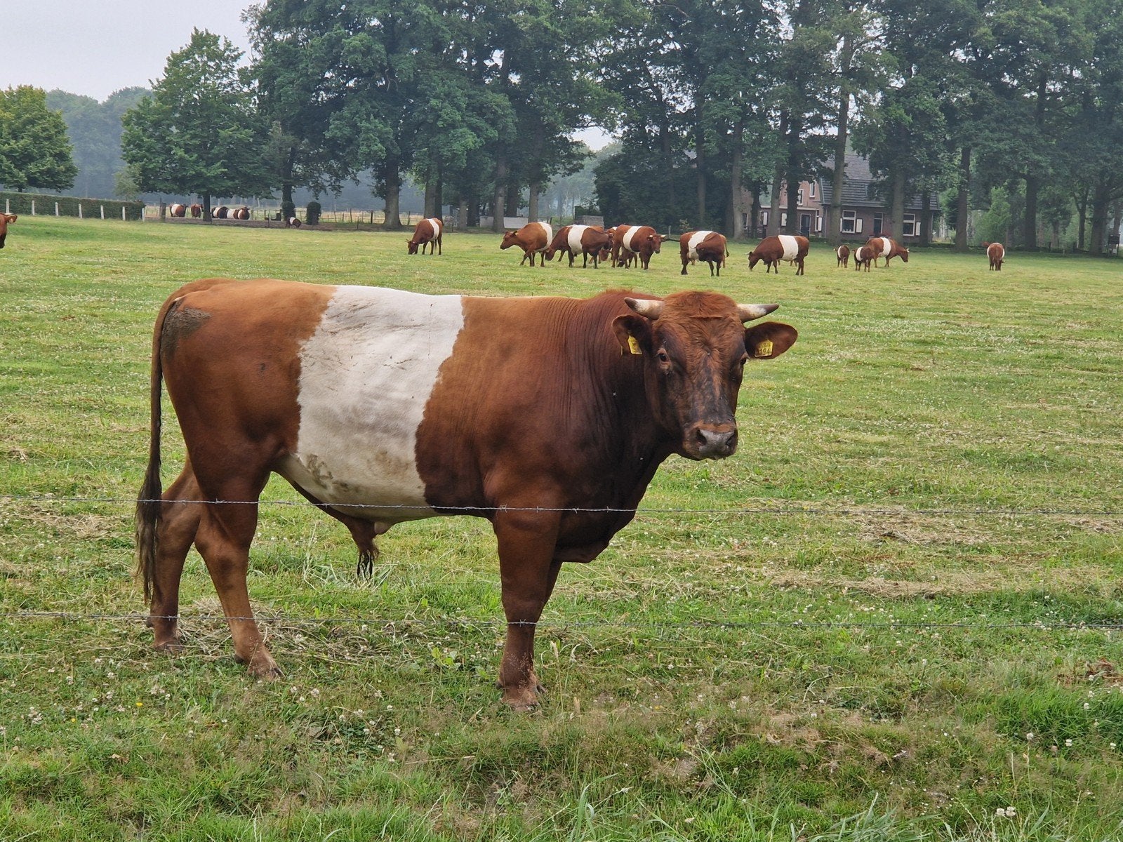 Rode Lakenvelder Dekstier / Kuivoersnijder, Dieren en Toebehoren, Mannelijk
