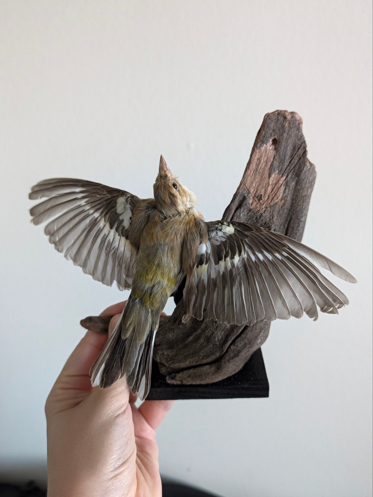 Opgezette Vliegende Huismus - Handgemaakt, Ophalen of Verzenden, Gebruikt, Vogel, Opgezet dier