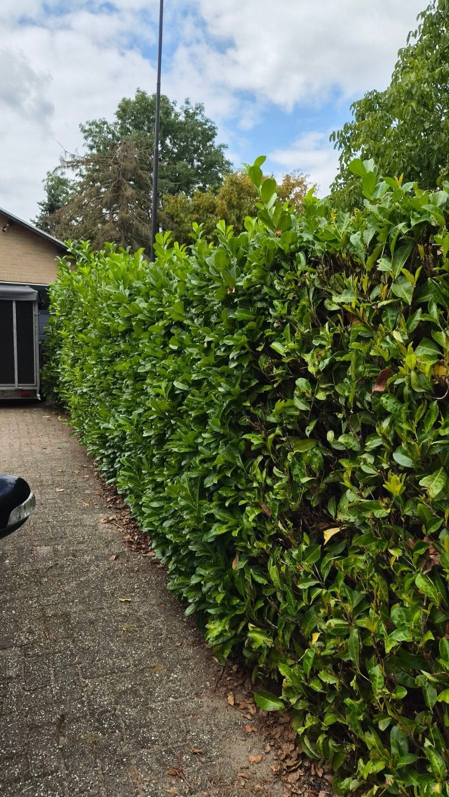 Laurierhaag, Tuin en Terras, Ophalen, Laurier, Haag, 100 tot 250 cm