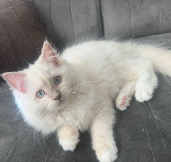 Lieve lilac mink ragdoll kitten met stamboom mag verhuizen!, Poes, Met stamboom, 0 tot 2 jaar