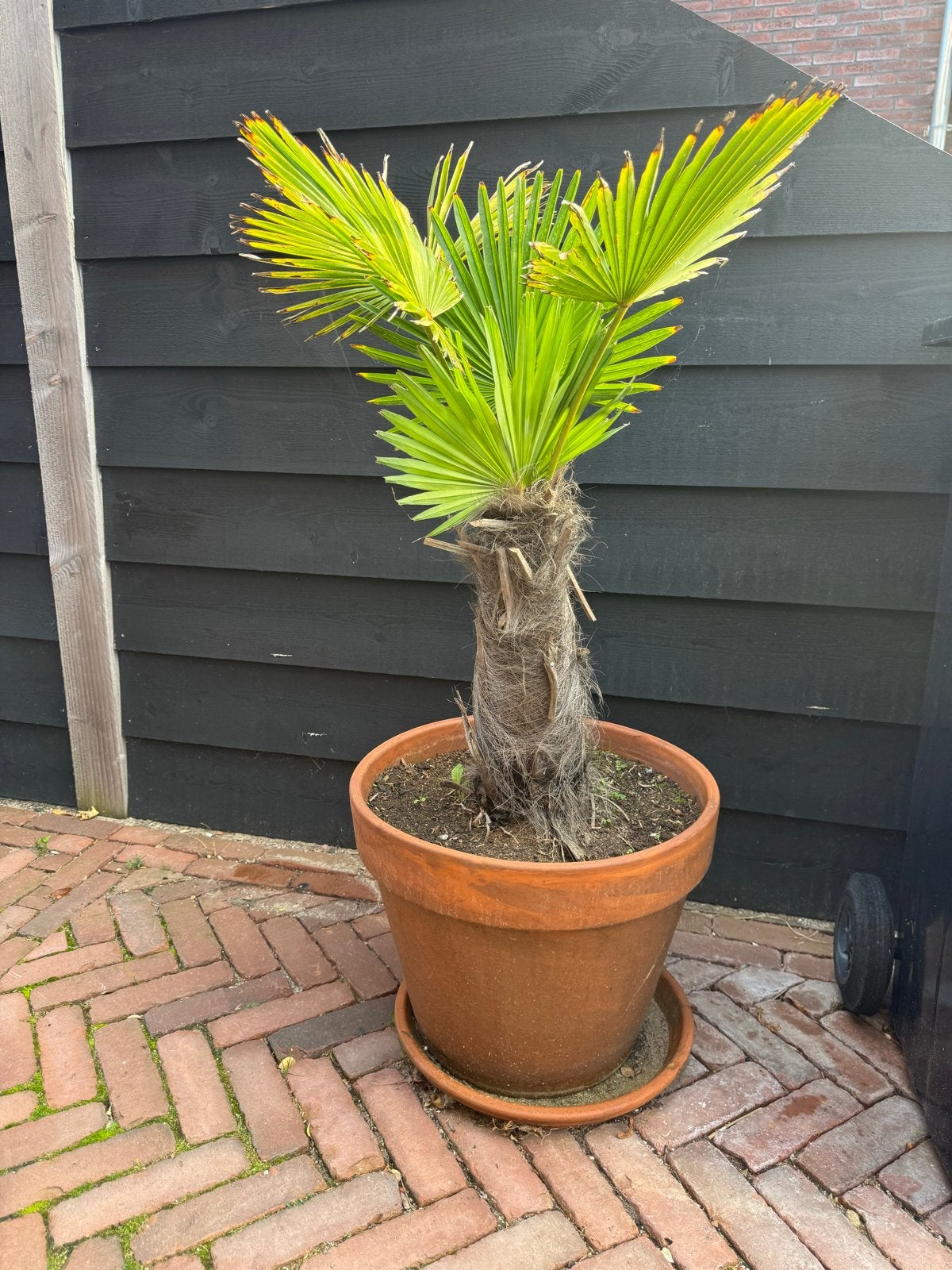 Palmboom (Trachycarpus Fortunei) inclusief pot en onderschaa, Volle zon, Vaste plant, Bloeit niet, Ophalen