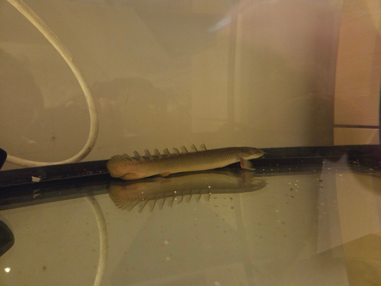 2x Polypterus Senegal, Dieren en Toebehoren, Kreeft, Krab of Garnaal