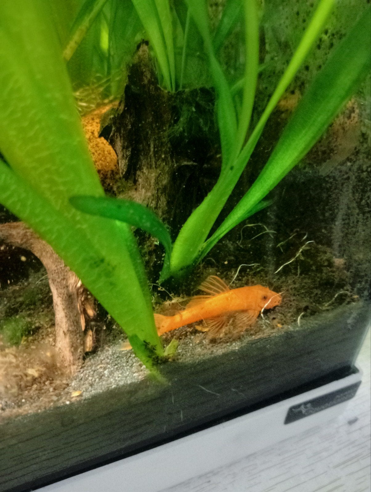 ancistrus red. 2 vrouwen, Dieren en Toebehoren, Vis