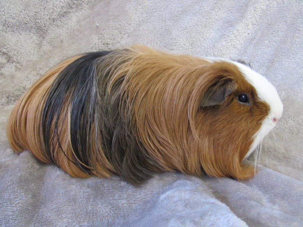 Volwassen Sheltie beer, Dieren en Toebehoren, Knaagdieren, Juni, Mannelijk, Cavia