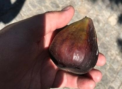 Vijgenboom Breba Douro uit Portugal, Tuin en Terras, Ophalen, Lente, Volle zon, In pot