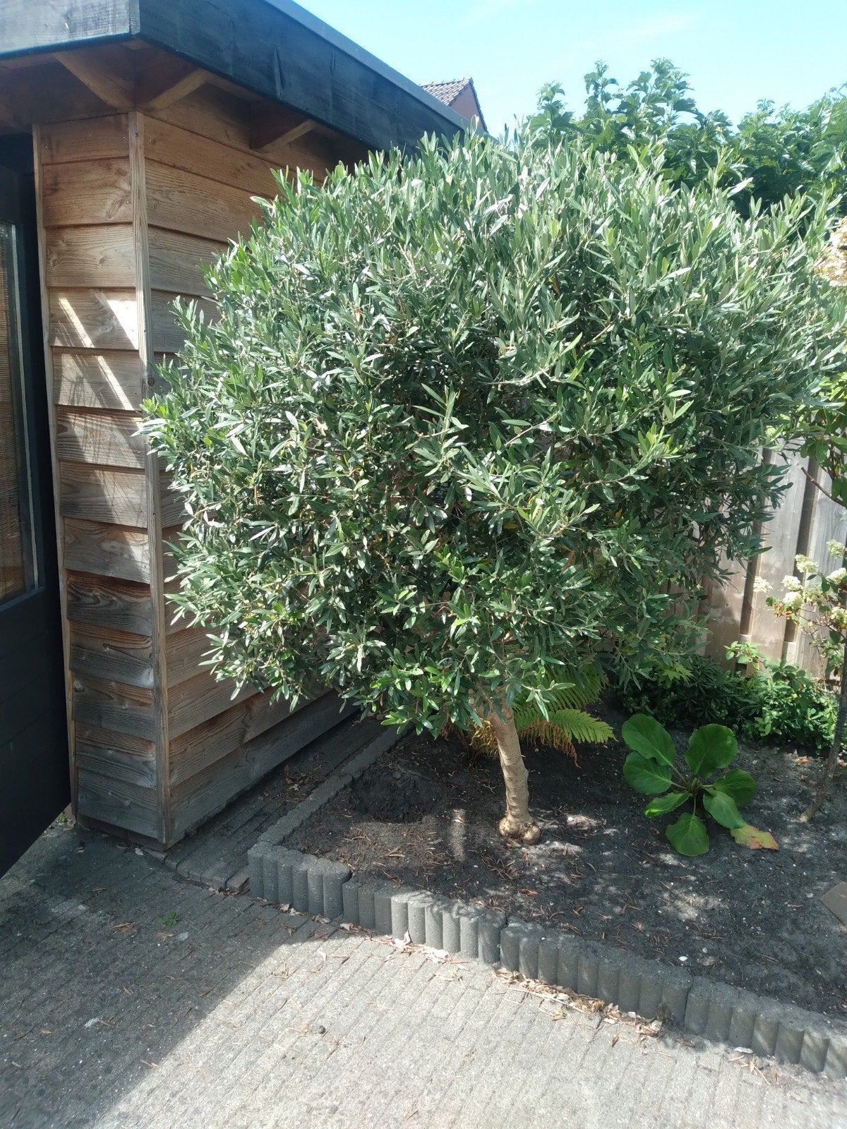 grote olijfboom, Tuin en Terras, Planten | Bomen, Bloeit niet, 100 tot 250 cm, Olijfboom, Ophalen