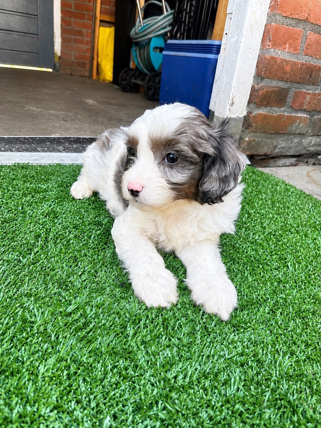 Cavelier X Maltipoo X toy poedel. 1 teefje 2 reutjes 🐾, Poedel, 8 tot 15 weken, Parvo, Meerdere