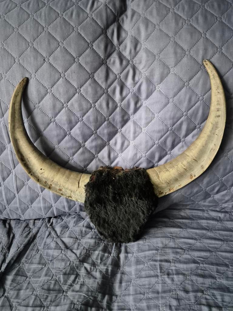 Gewei, buffel., Verzamelen, Dierenverzamelingen, Ophalen of Verzenden, Gebruikt, Wild dier, Gewei of Kop