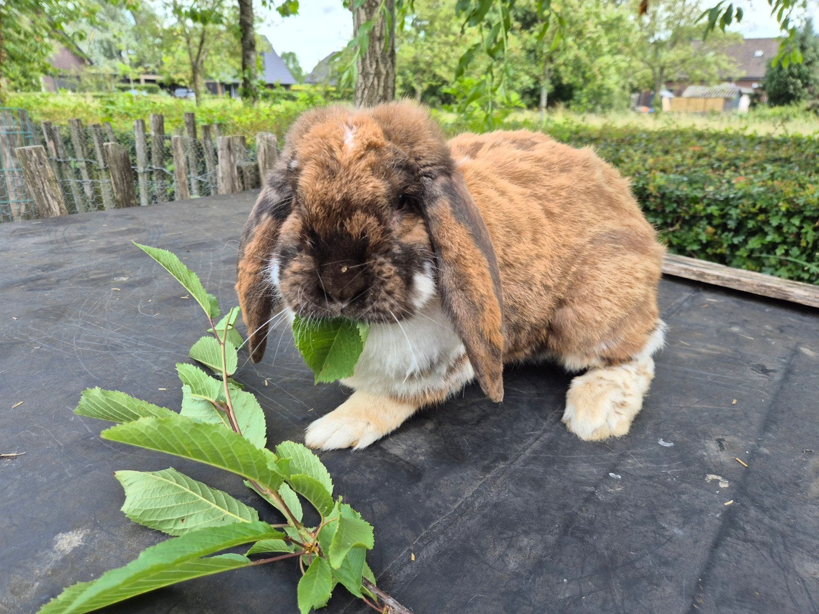 Franse hangoor voedster, Dieren en Toebehoren, Konijnen, Vrouwelijk, Groot, Hangoor