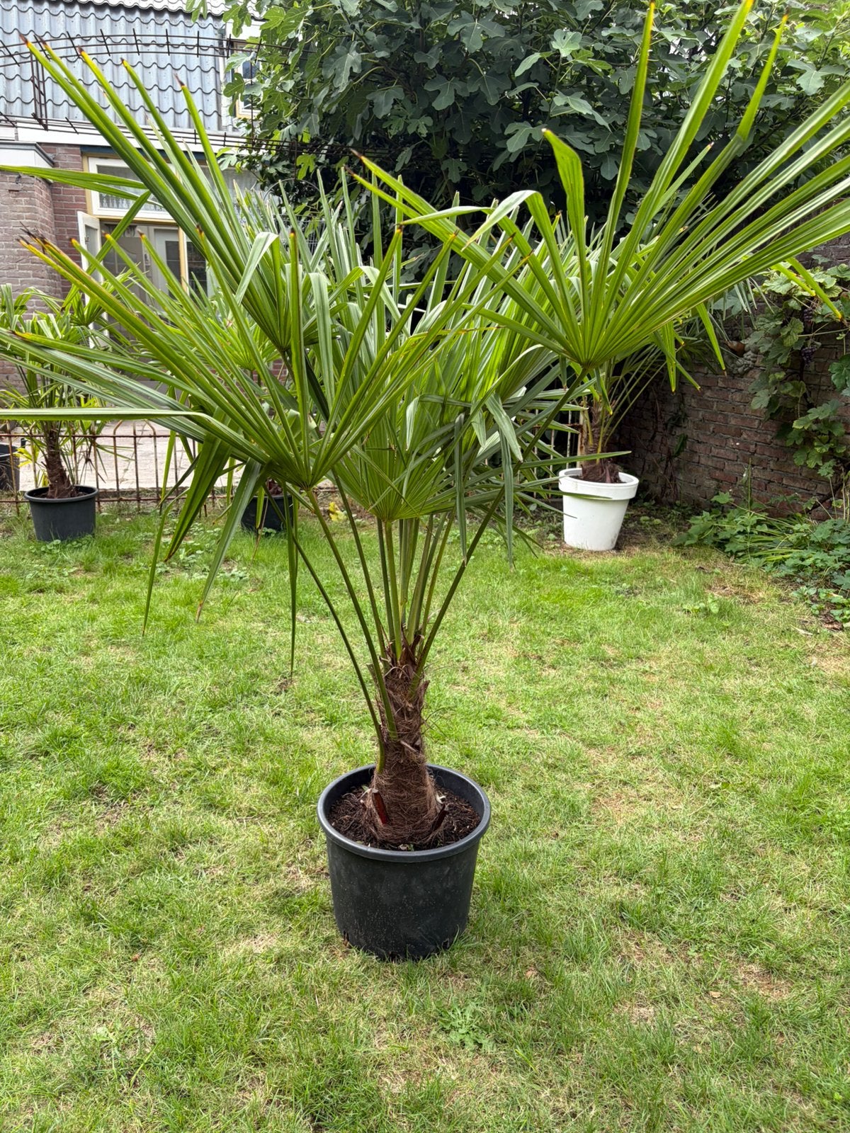 Trachycarpus Fortunei winterharde palmbomen, Tuin en Terras, Halfschaduw, Lente, 100 tot 250 cm, Palmboom