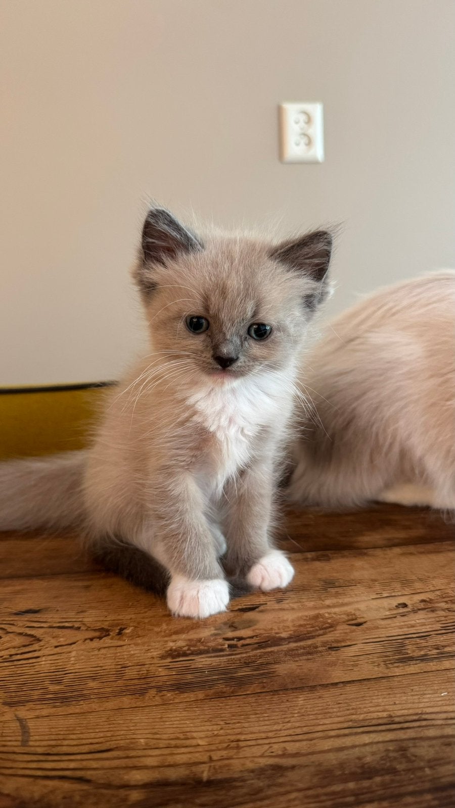 Nog enkele Raszuivere Ragdoll kittens beschikbaar😍, Meerdere dieren, Ontwormd, 0 tot 2 jaar