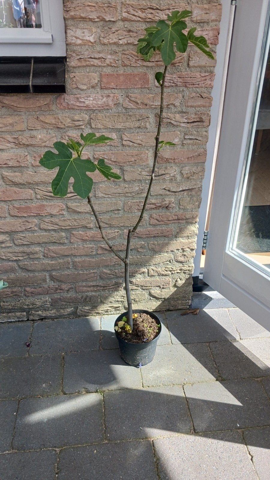 Grote vijgenboom vijgenstek, Ophalen, Taxus, 100 tot 250 cm