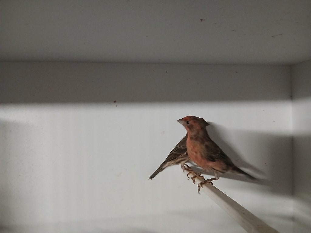 Mexicaanse Roodmussen onverwant koppel, Meerdere dieren, Tropenvogel