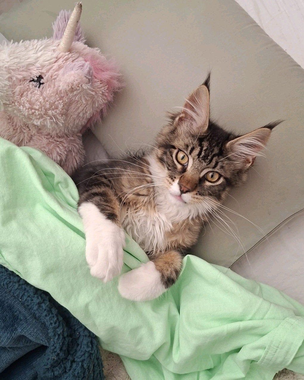Knuffelbeer, Maine Coon katertje met stamboom, Kater, Met stamboom, 0 tot 2 jaar