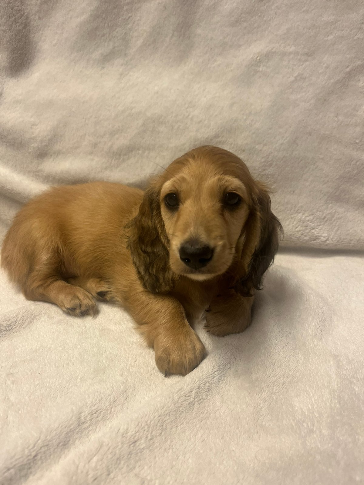 2 prachtige teckel meisjes 🎀🩷, Dieren en Toebehoren, Honden | Teckels en Dashonden, België, Standaard, Particulier, 8 tot 15 weken