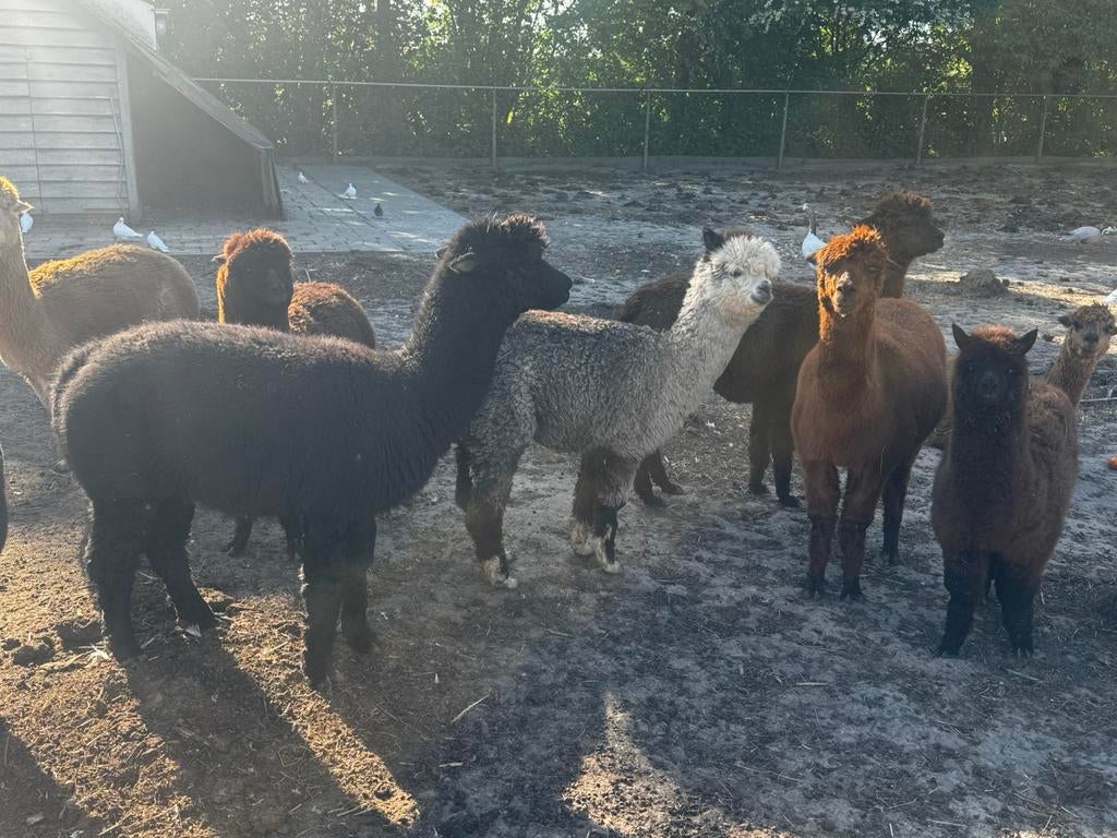 Alpaca veulens merries en hengst, Dieren en Toebehoren, Mei, Meerdere dieren