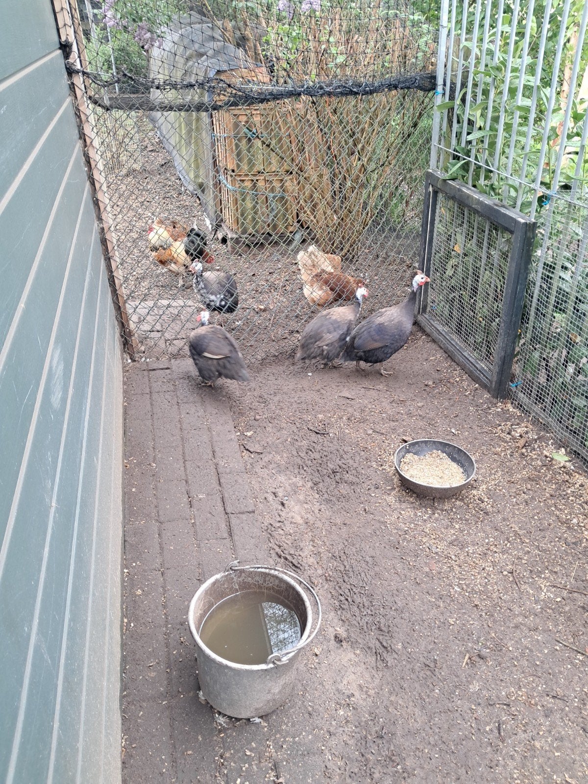 Parelhoender haan, Dieren en Toebehoren, Mannelijk, Kip
