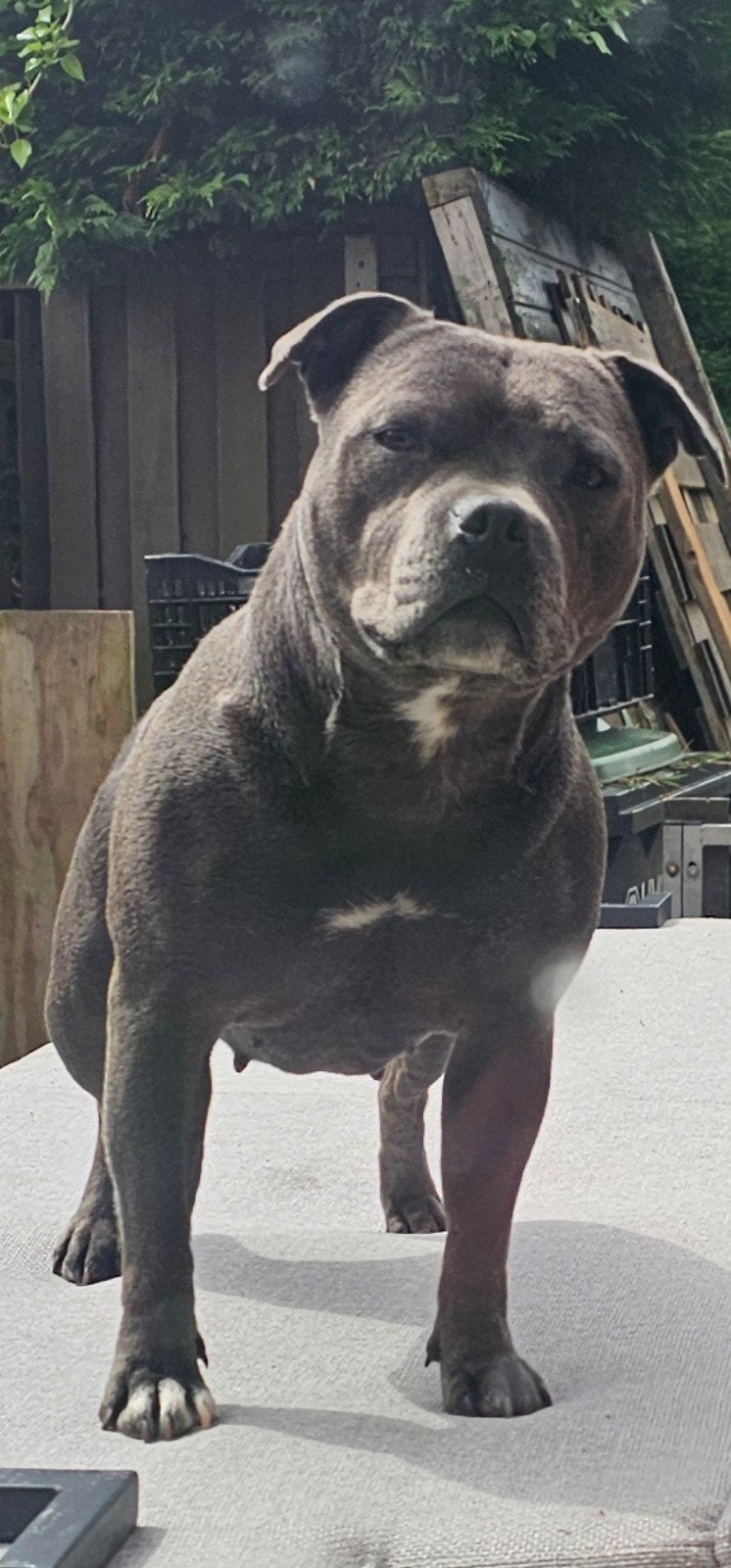 Engelse stafford teefje, Dieren en Toebehoren, Honden | Jack Russells en Terriërs, Teef, Overige rassen, Particulier, Eén hond