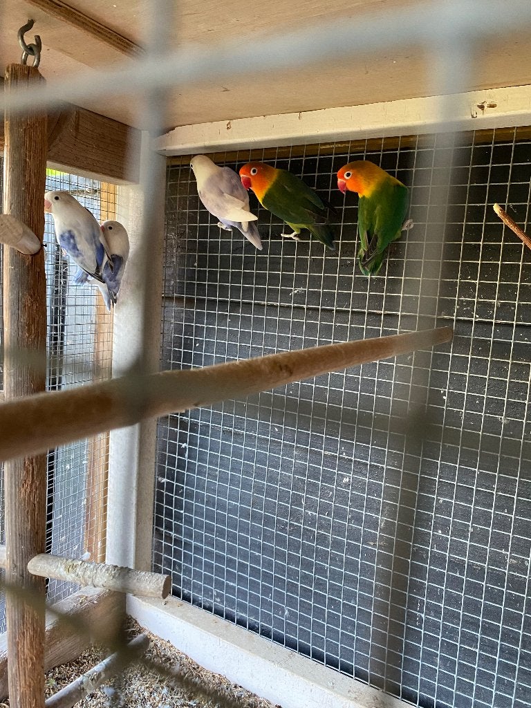 Agapornissen, Geslacht onbekend, Dwergpapegaai of Agapornis