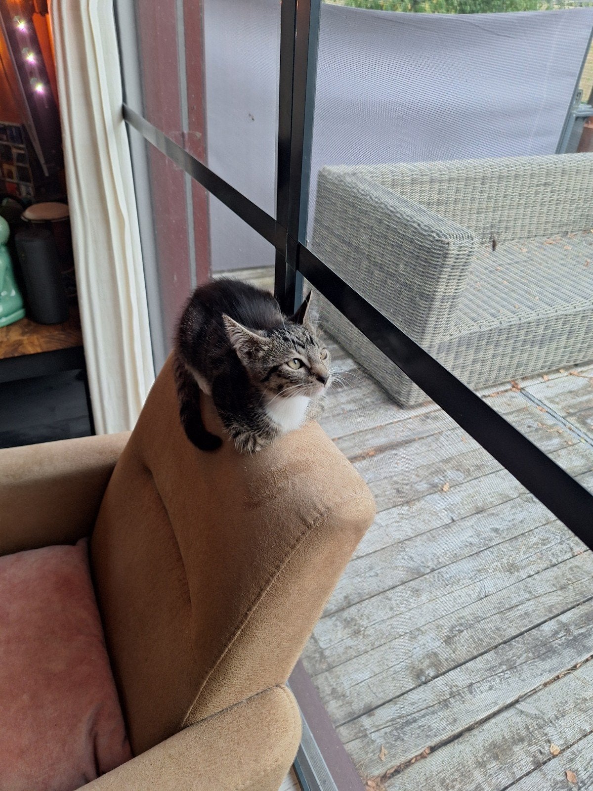 te koop twee kittens., Kater, Kortharig, 0 tot 2 jaar