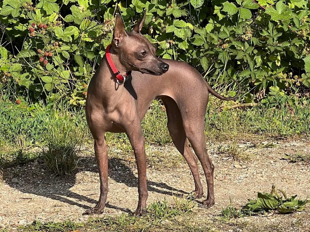 Peruaanse Naakhonden /Peludo /Klein /38cm/slate /Copper., Overige rassen, Parvo, Meerdere, Meerdere dieren