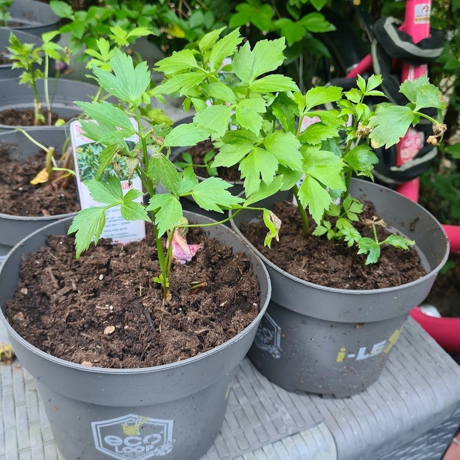 Maggikruid | Lavas plant, Ophalen, Vaste plant, Halfschaduw, Kruiden