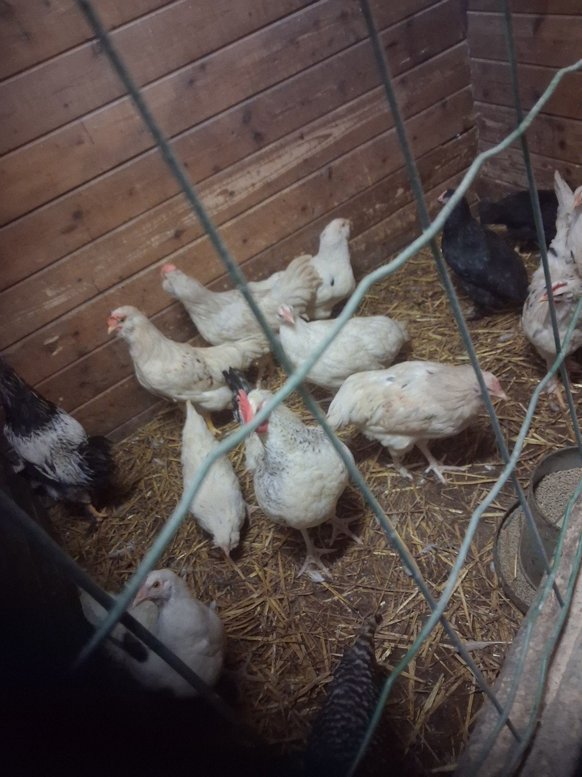Prachtige    Legkippen  land van cuyk, Dieren en Toebehoren, Pluimvee, Meerdere dieren, Kip