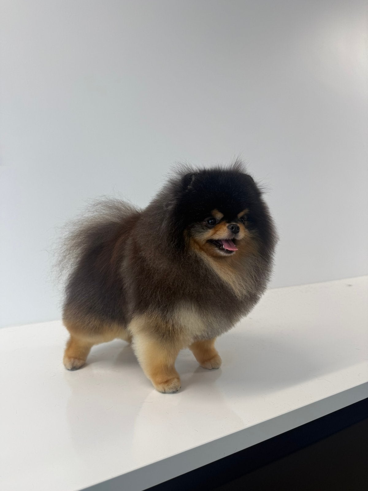 “Pomeranian / pomeriaan  Dekreu SM/CM & Patella getest, Reu, Eén hond, 3 tot 5 jaar, Nederland