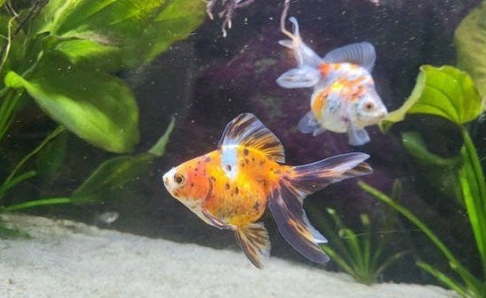 Fantail vrouwtjes goudvis, Vis